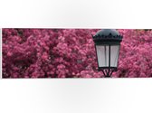 PVC Schuimplaat- Zwarte Klassieke Lantaarnpaal voor Roze Bloemenstruik - 60x20 cm Foto op PVC Schuimplaat