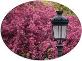 Dibond Ovaal - Zwarte Klassieke Lantaarnpaal voor Roze Bloemenstruik - 56x42 cm Foto op Ovaal (Met Ophangsysteem)