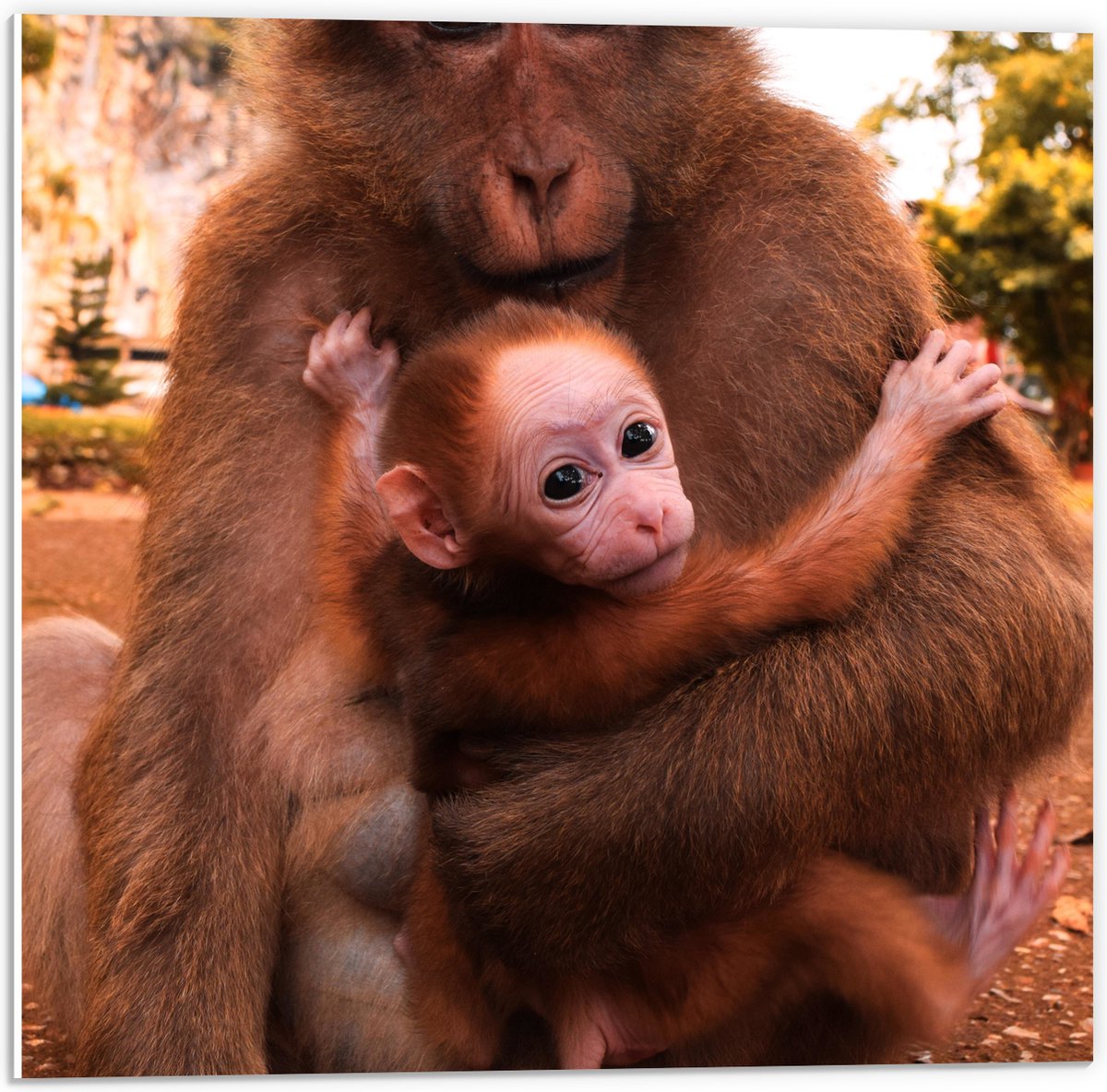 PVC Schuimplaat - Bange Baby Aap Hangend in Armen van Moeder Aap - 50x50 cm Foto op PVC Schuimplaat (Met Ophangsysteem)