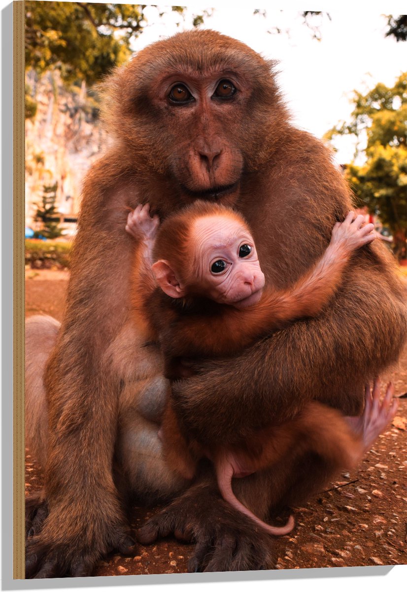 Hout - Bange Baby Aap Hangend in Armen van Moeder Aap - 60x90 cm - 9 mm dik - Foto op Hout (Met Ophangsysteem)
