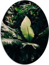 PVC Schuimplaat Ovaal - Zonlicht op Groene Bladeren - 72x96 cm Foto op Ovaal (Met Ophangsysteem)