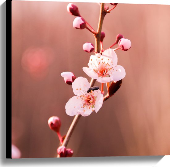 Canvas - Tak met Roze Sakura Bloemen - 60x60 cm Foto op Canvas Schilderij (Wanddecoratie op Canvas)