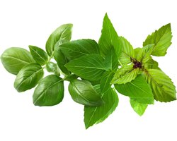 Click & Grow refill Basil Variety Mix