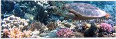 Vlag - Blije Schildpad Zwemmend tussen Verschillende Kleuren Koraal - 60x20 cm Foto op Polyester Vlag