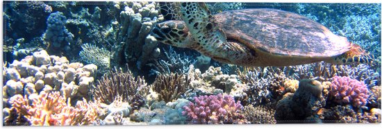 Vlag - Blije Schildpad Zwemmend tussen Verschillende Kleuren Koraal - 60x20 cm Foto op Polyester Vlag