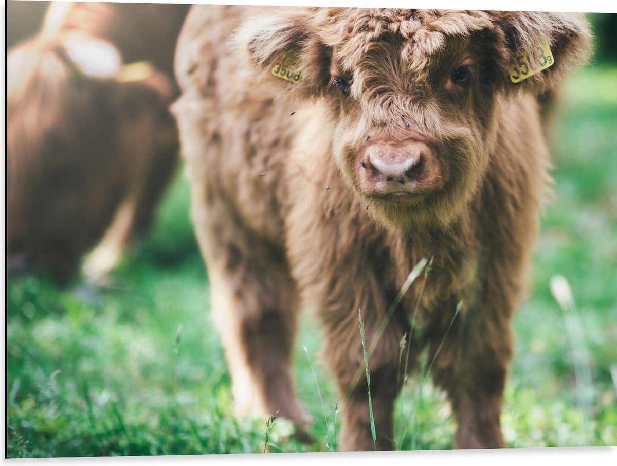 Dibond - Baby Schotse Hooglander met Oornummers - 80x60 cm Foto op Aluminium (Met Ophangsysteem)