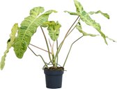 PLNTS - Philodendron Paraiso Verde - Kamerplant - Kweekpot 17 cm - Hoogte 80 cm