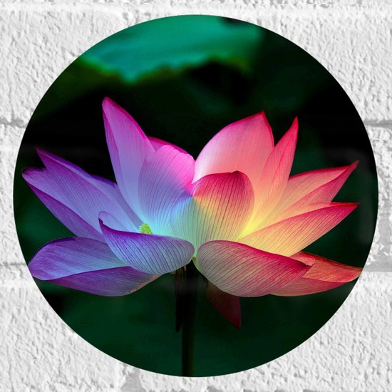WallClassics - Muursticker Cirkel - Zijaanzicht van Roze Lotusbloem tussen Bladeren - 20x20 cm Foto op Muursticker