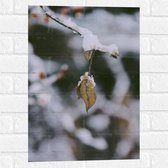 WallClassics - Muursticker - Laagje Sneeuw op Kale Herfstboom - 40x60 cm Foto op Muursticker
