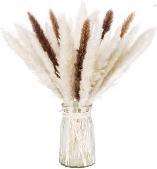 Panaches de pampa | Blanc et marron | Bouquet de fleurs séchées | 20 ...