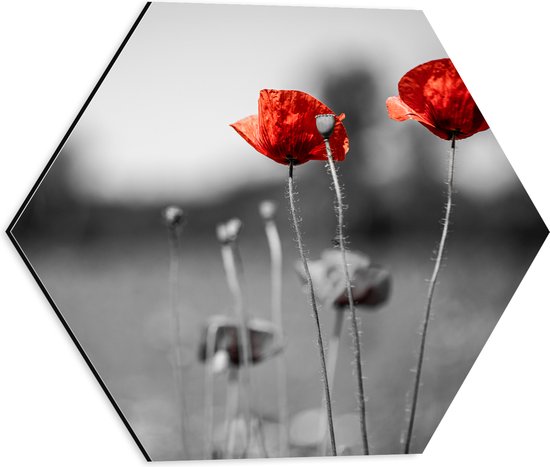 Dibond Hexagon - Rode Bloemen op Zwart-witte Achtergrond - 40x34.8 cm Foto op Hexagon (Met Ophangsysteem)