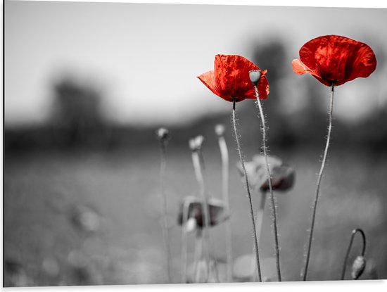 Dibond - Rode Bloemen op Zwart-witte Achtergrond - 80x60 cm Foto op Aluminium (Met Ophangsysteem)