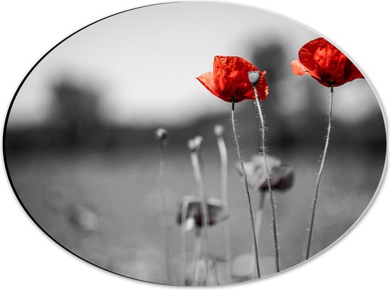 Dibond Ovaal - Rode Bloemen op Zwart-witte Achtergrond - 40x30 cm Foto op Ovaal (Met Ophangsysteem)