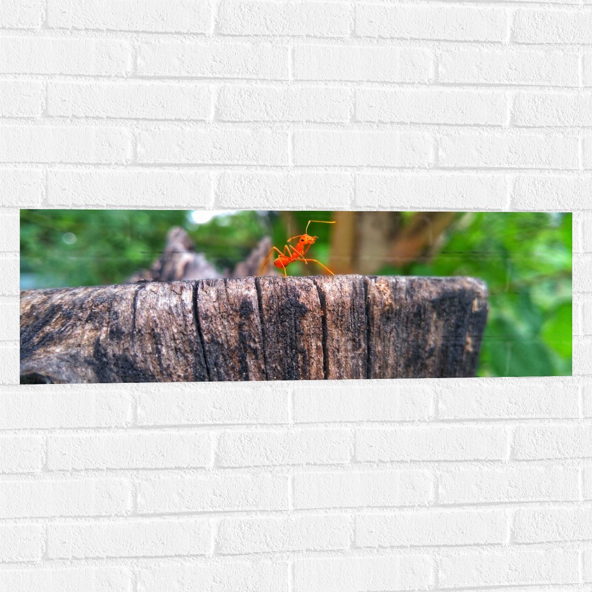 Muursticker - Feloranje Mier op Houten Boomstam - 90x30 cm Foto op Muursticker