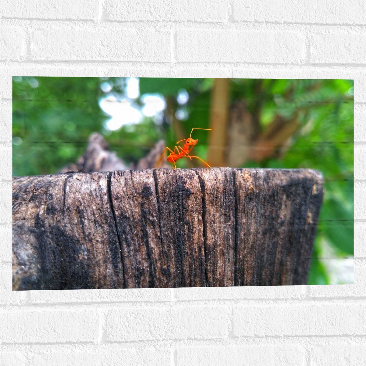 Muursticker - Feloranje Mier op Houten Boomstam - 60x40 cm Foto op Muursticker