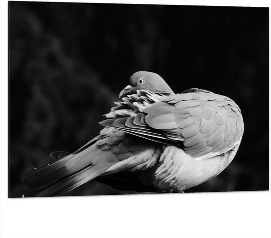 WallClassics - Dibond - Foto Zwart Wit van Vogel - Duif - 100x75 cm Foto op Aluminium (Met Ophangsysteem)