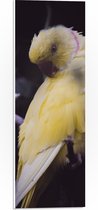 WallClassics - PVC Schuimplaat- Gele Papegaai op Tak - 20x60 cm Foto op PVC Schuimplaat