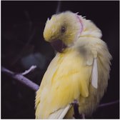 WallClassics - Poster Glanzend – Gele Papegaai op Tak - 80x80 cm Foto op Posterpapier met Glanzende Afwerking