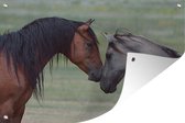 Tuinposter Twee wilde mustang paarden leggen het hoofd tegen elkaar aan - 130x80 cm - Wanddecoratie Buiten - Tuinposter - Tuindoek - Schuttingposter - Tuinschilderij