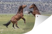 Tuinposter Twee vechtende mustang paarden - 100x60 cm - Wanddecoratie Buiten - Tuinposter - Tuindoek - Schuttingposter - Tuinschilderij