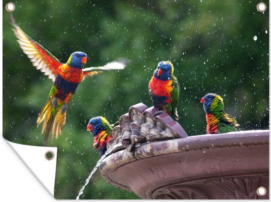 Différents types d'oiseaux partageant une affiche de jardin bain d'oiseaux  toile en