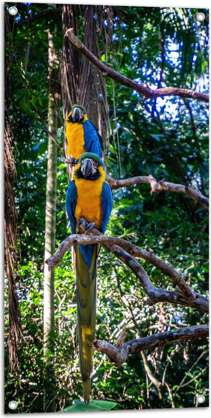 WallClassics - Tuinposter – Exotische Vogels - Ara's - 50x100 cm Foto op Tuinposter (wanddecoratie voor buiten en binnen)