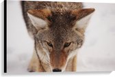 WallClassics - Canvas - Coyote Wolf in de Sneeuw van Dichtbij - 90x60 cm Foto op Canvas Schilderij (Wanddecoratie op Canvas)