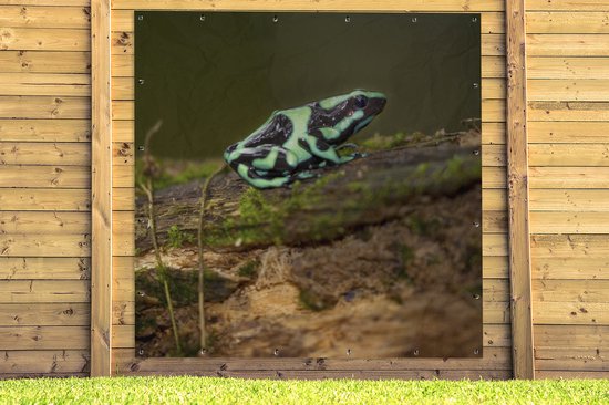 Groene pijlgifkikker met zwarte patronen op een vochtig, mosbegroeid stuk hout, tussen houten schuttingplanken.