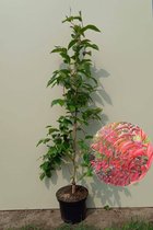 Jonge Schijncamelia boom | Stewartia rostrata | 60-80cm hoogte