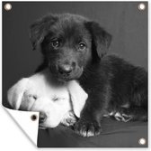 Tuinposters Honden - Puppy - Zwart - Wit - Dieren - 50x50 cm - Tuindoek - Buitenposter