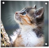 WallClassics - Tuinposter – Kitten in Boom - 50x50 cm Foto op Tuinposter  (wanddecoratie voor buiten en binnen)