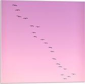 WallClassics - Acrylglas - Grote Groep Vogels door roze Lucht - 50x50 cm Foto op Acrylglas (Met Ophangsysteem)