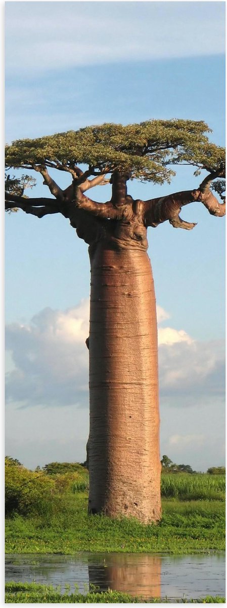 Poster Glanzend – Dikstammige Baobab Boom - 20x60 cm Foto op Posterpapier met Glanzende Af
