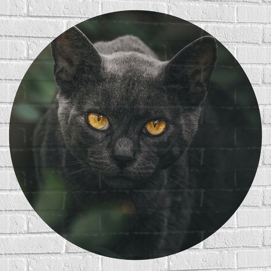 WallClassics - Muursticker Cirkel - Burmese Kat - 90x90 cm Foto op Muursticker