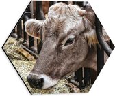 WallClassics - Dibond Hexagone - Vache mangeant du Foin - Photo 30 x 26,1 cm sur hexagone (avec système de suspension)