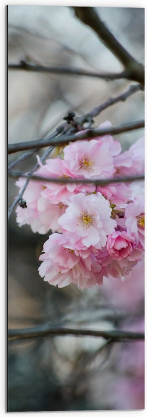 Dibond - Licht Roze Bloemen aan een Tak - Sakura - 30x90 cm Foto op Aluminium (Wanddecoratie van metaal)