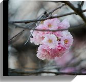 Canvas - Licht Roze Bloemen aan een Tak - Sakura - 30x30 cm Foto op Canvas Schilderij (Wanddecoratie op Canvas)