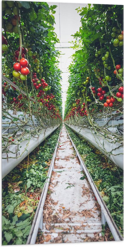Vlag - Rails langs Tomaten in Kwekerij - 50x100 cm Foto op Polyester Vlag