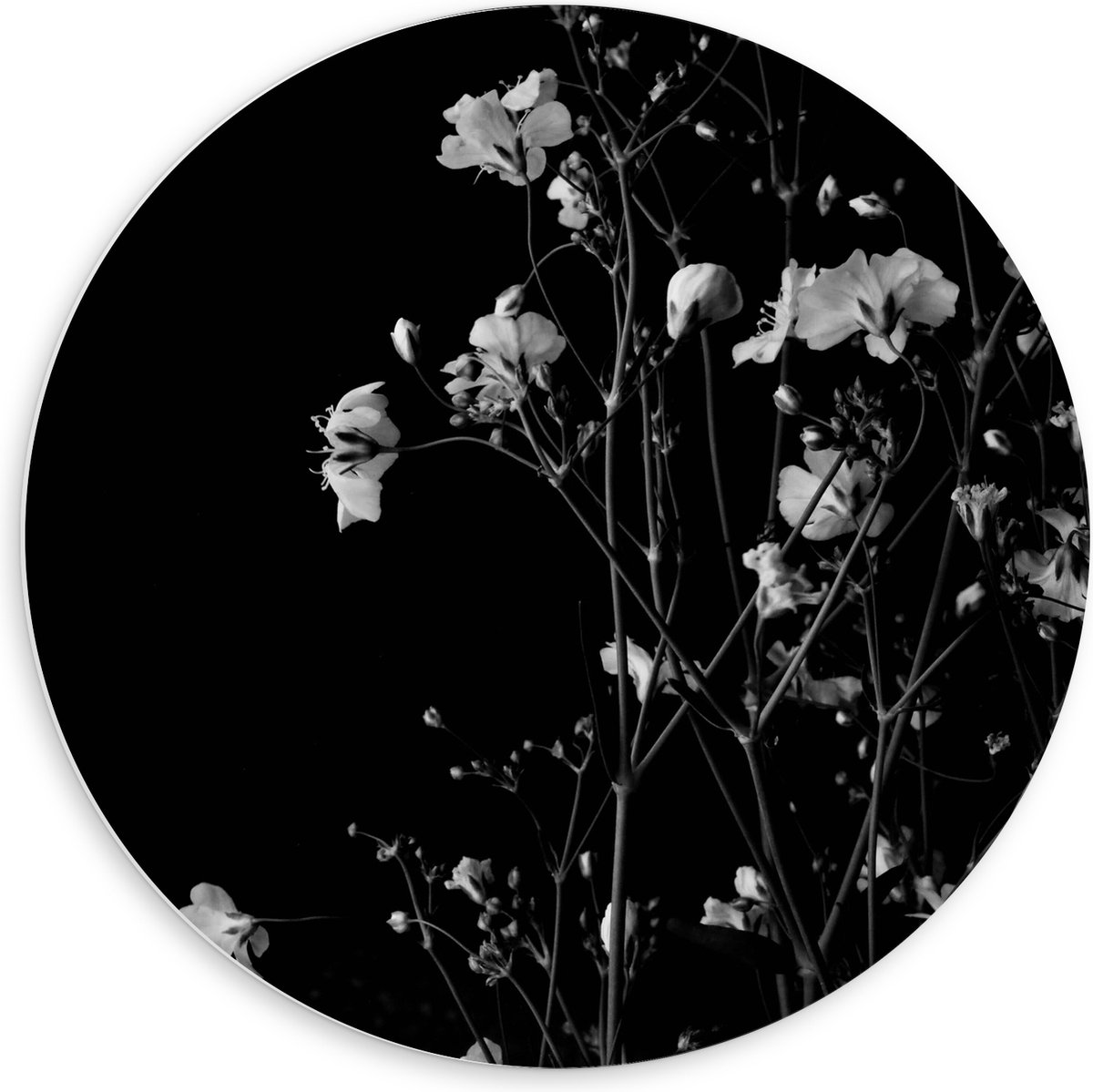 PVC Schuimplaat Muurcirkel - Sluierkruid Bloemen Zwart/Wit - 60x60 cm Foto op Muurcirkel (met ophangsysteem)