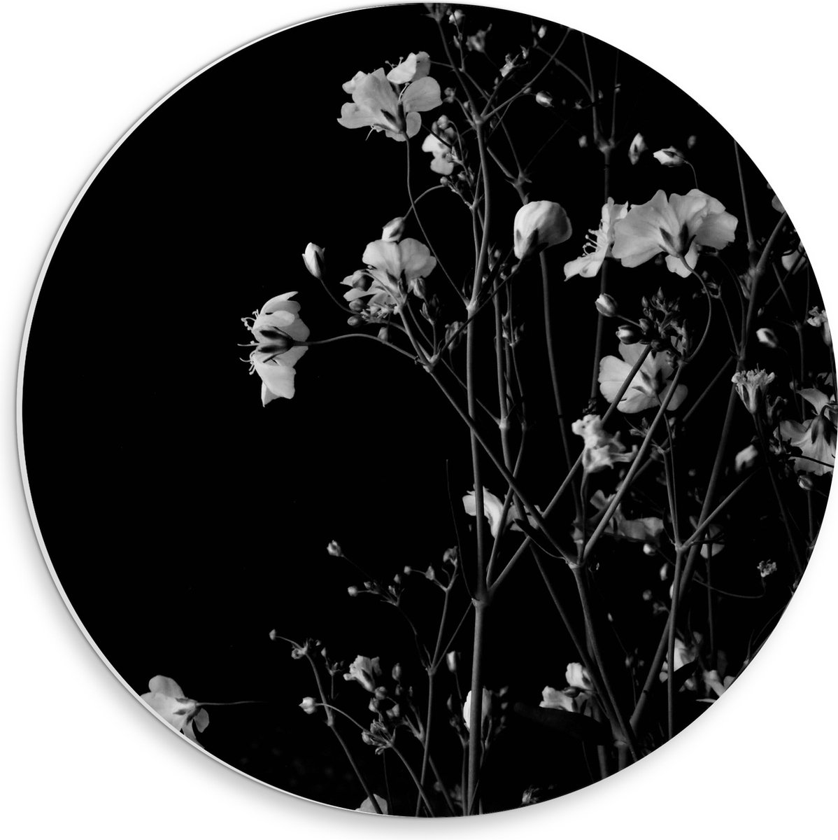 PVC Schuimplaat Muurcirkel - Sluierkruid Bloemen Zwart/Wit - 30x30 cm Foto op Muurcirkel (met ophangsysteem)