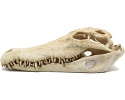 Aquarium decoratie - Krokodillen schedel - 28x13x10 cm
