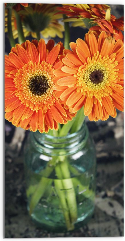 Dibond - Oranje Gerbera Jamesonii Bloemen - 50x100 cm Foto op Aluminium (Wanddecoratie van metaal)