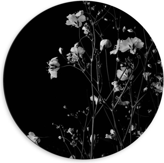 Dibond Muurcirkel - Sluierkruid Bloemen Zwart/Wit - 60x60 cm Foto op Aluminium Muurcirkel (met ophangsysteem)