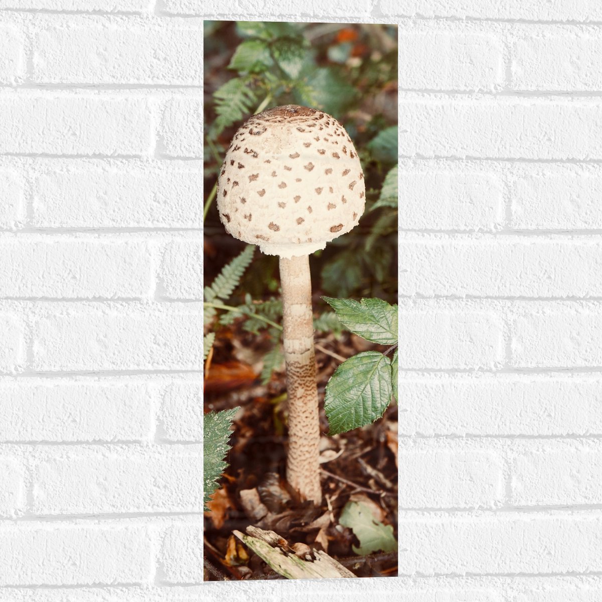 Muursticker - Grote Parasolzwam Paddestoel tussen Groene Bladeren - 20x60 cm Foto op Muurs