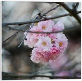 PVC Schuimplaat- Licht Roze Bloemen aan een Tak - Sakura - 50x50 cm Foto op PVC Schuimplaat