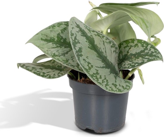 Scindapsus Pictus Trebie - Epipremnum - 15cm - Ø12