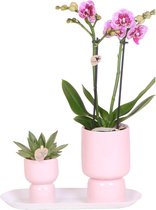 Kolibri Company - Set van roze spotty orchidee en Succulent op wit dienblad - vers van de kweker
