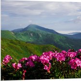 PVC Schuimplaat - Groepje Roze Bloemen op Top van Berg in Berglandschap - 80x80 cm Foto op PVC Schuimplaat (Met Ophangsysteem)