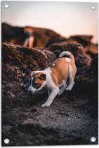 Tuinposter – Verlegen Puppy Lopend op Rots - 40x60 cm Foto op Tuinposter (wanddecoratie voor buiten en binnen)