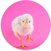 Dibond Muurcirkel - Lichtgekleurd Kuiken Rennend in Roze Omgeving - 80x80 cm Foto op Aluminium Muurcirkel (met ophangsysteem)